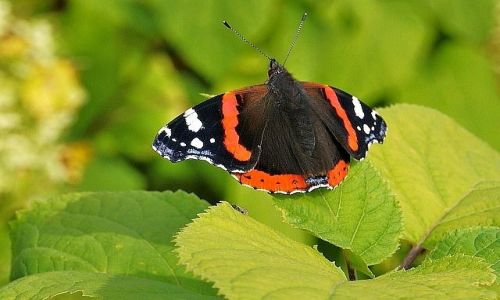 Zdjęcie POLSKA / lubelszczyzna / Ogród Botaniczny w Lublinie / W Botaniku we wrześniu
