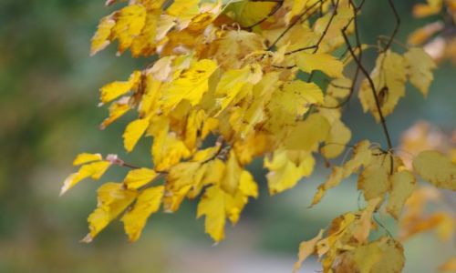 Zdjęcie POLSKA / wielkopolska / park botaniczny Poznan / barwy jesieni