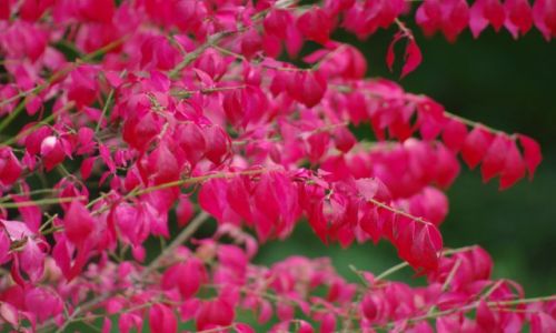 Zdjęcie POLSKA / wielkopolska / park botaniczny Poznan / barwy jesieni cd.