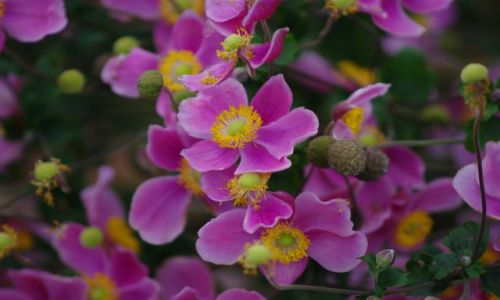 Zdjęcie POLSKA / wielkopolska / park botaniczny Poznan / barwy jesien anemony