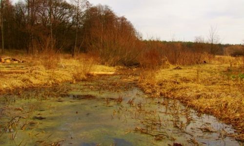 Zdjecie POLSKA / nizina śląska / Ptasi gaj / rzeczka