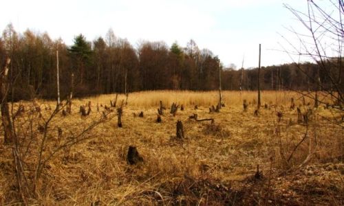 Zdjecie POLSKA / nizina śląska / Ptasi gaj / cmentarzysko 2