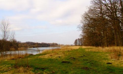 Zdjęcie POLSKA / nizina śląska / Ptasi gaj / odra