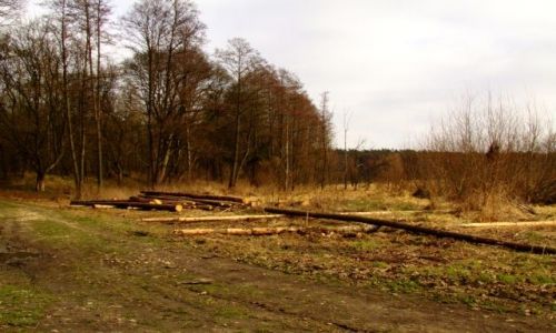 Zdjęcie POLSKA / nizina śląska / Ptasi gaj / wycinka