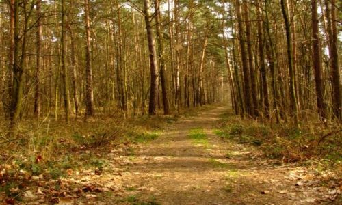 Zdjęcie POLSKA / nizina śląska / Ptasi gaj / aleja 2