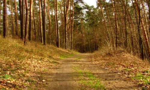 Zdjecie POLSKA / nizina śląska / Ptasi gaj / aleja 3