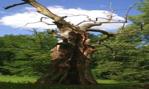 Zdjęcie POLSKA / Wielkopolska / Rogalinek / Dąb rogaliński