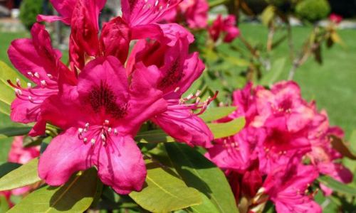 Zdjecie POLSKA / Pomorze / Ogrody / Rhododendron