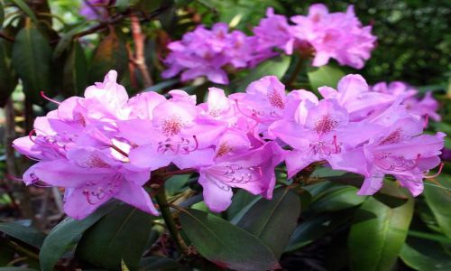 Zdjecie POLSKA / Kujawsko-Pomorski / Park / RODODENDRONY WIELKOKWIATOWE