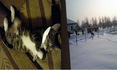 Zdjecie POLSKA / - / KANAPA / wilk syty i owca caa (syty)....:)