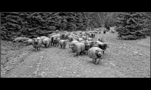 Zdjecie POLSKA / Tatry / Gry / TATRY  B&W