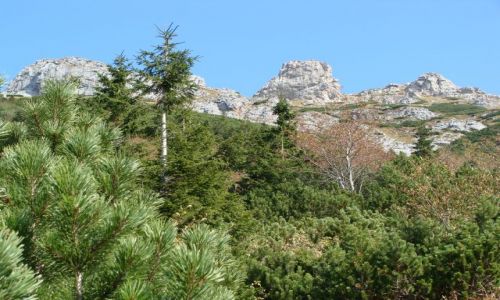 Zdjecie POLSKA / Tatry / w drodze na Tomanow / Patrzc w gr