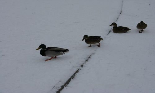 Zdjecie POLSKA / Jelenia Gra / Jelenia Gra / Spacerek
