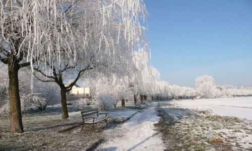 Zdjęcie POLSKA / Dolny Śląsk / Kunice / Białe wierzby