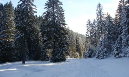 Zdjęcie POLSKA / Tatry / w Dol.Lejowej / Swieży śnieg
