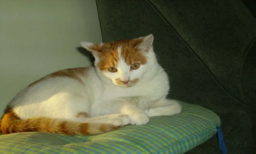 Zdjęcie POLSKA / Warszawa / Warszawa - dom / Dzień kota - mój Kajtek