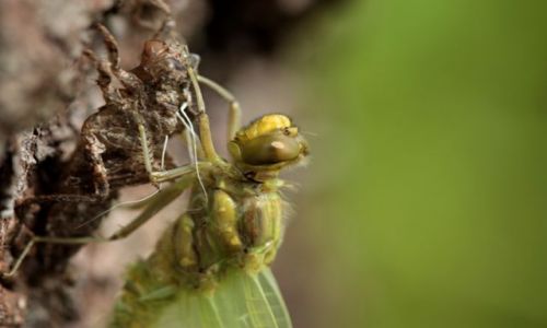 Zdjęcie POLSKA / Mazury / Winiec / Konkurs cuda natury-