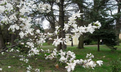 Zdjcie POLSKA / lsk / Pszczyna- Park Zamkowy / magnolie- krucha uroda i orientalny wdzik