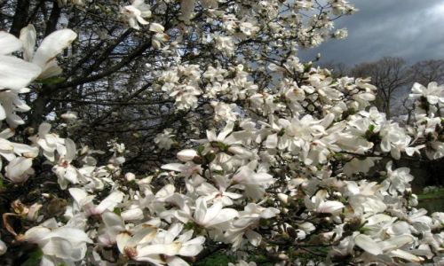 Zdjcie POLSKA / lsk / Pszczyna- Park Zamkowy / Magnolie- Majestat bieli i ru 