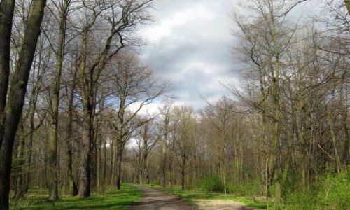 Zdjecie POLSKA / lsk / Pszczyna / Zabytkowy Park Pszczyski - Dzika Promenada 