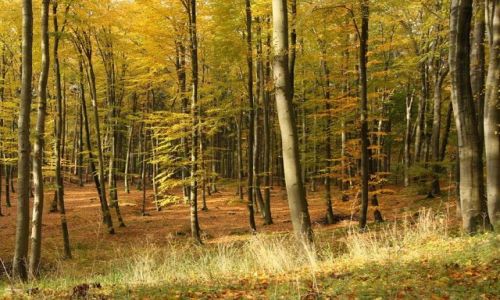 Zdjęcie POLSKA / zachodniopomorskie / Koszalin / bukowy las