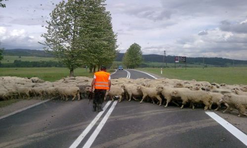 Zdjecie POLSKA / Podhale / Nowy Targ / owce:D
