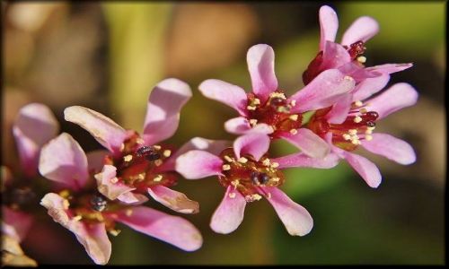 Zdjęcie POLSKA / lubelszczyzna / Ogród Botaniczny / Wiosna w Botaniku