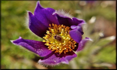 Zdjęcie POLSKA / lubelszczyzna / Ogród Botaniczny / Wiosna w Botaniku