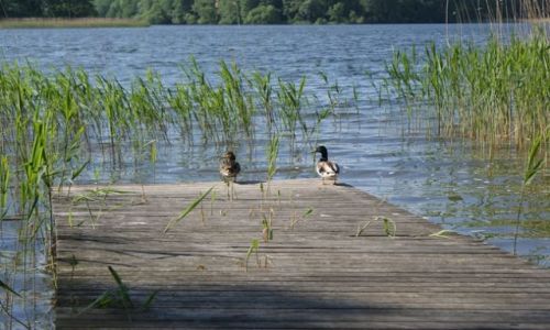 Zdjęcie POLSKA / Zachodniopomorskie / Borne Sulinowo / Borne Sulinowo - jez. Pile