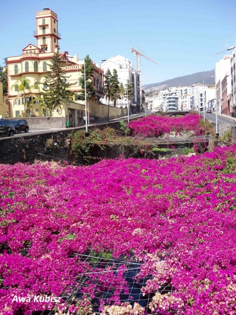 Zdj cia: Funchal, Wyspa Madera, Kwiaty nad Ribeira de Joao Gomes, PORTUGALIA