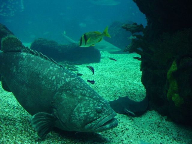 Zdjęcia: Lizbona, W oceanarium :), PORTUGALIA Zdjęcia: Lizbona, W oceanarium :), PORTUGALIA