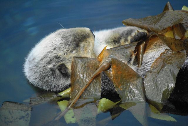 Zdjęcia: oceanarium, Lizbona, Grunt to się dobrze okryć, PORTUGALIA Zdjęcia: oceanarium, Lizbona, Grunt to się dobrze okryć, PORTUGALIA