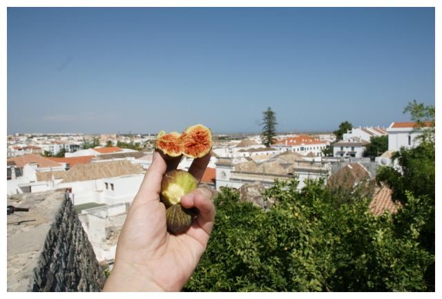 Zdjęcia: Tavira, Algarve, Figi nad Tavirą, PORTUGALIA Zdjęcia: Tavira, Algarve, Figi nad Tavirą, PORTUGALIA