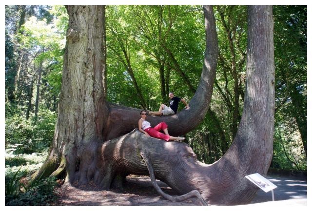 Zdjęcia: park pałacowy, Sintra, Słoniowe drzewo, PORTUGALIA Zdjęcia: park pałacowy, Sintra, Słoniowe drzewo, PORTUGALIA