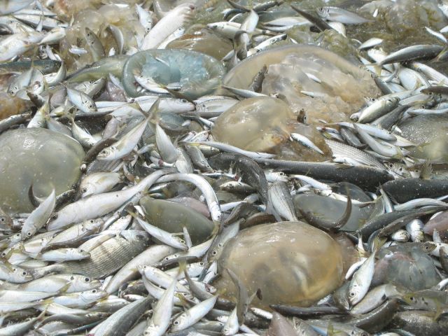 Zdjęcia: Wybrzeże, Lizbona, Efekt połowów, PORTUGALIA Zdjęcia: Wybrzeże, Lizbona, Efekt połowów, PORTUGALIA