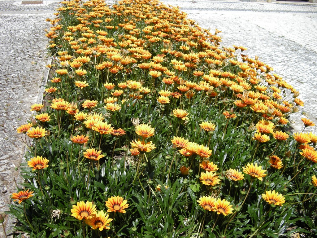 Zdjęcia: Lizbona, Lizbona, Wiosenna rabata, PORTUGALIA Zdjęcia: Lizbona, Lizbona, Wiosenna rabata, PORTUGALIA