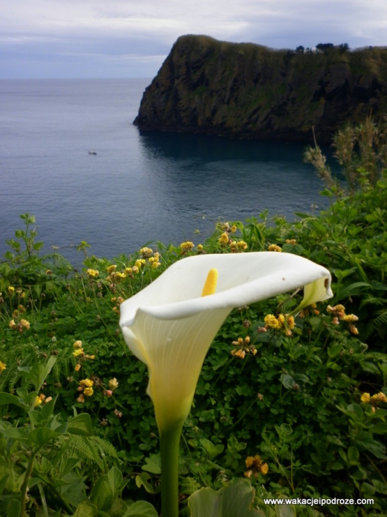 Zdjęcia: Sao Miguel, Azory, Azory - Sao Miquel, PORTUGALIA Zdjęcia: Sao Miguel, Azory, Azory - Sao Miquel, PORTUGALIA