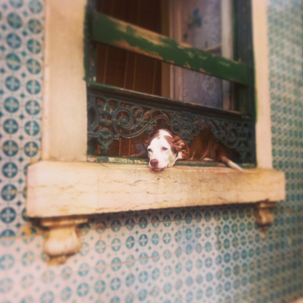 Zdjęcia: Lizbona, Lizbona, Słynne Lizbońskie psy, PORTUGALIA Zdjęcia: Lizbona, Lizbona, Słynne Lizbońskie psy, PORTUGALIA