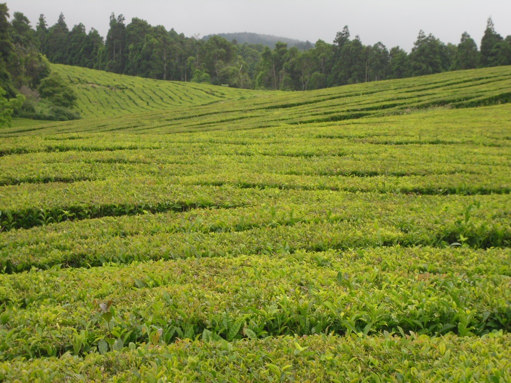 Zdjęcia: SAO MIGUEL / CHA GORREANA, AZORY, pola herbaciane , PORTUGALIA Zdjęcia: SAO MIGUEL / CHA GORREANA, AZORY, pola herbaciane , PORTUGALIA