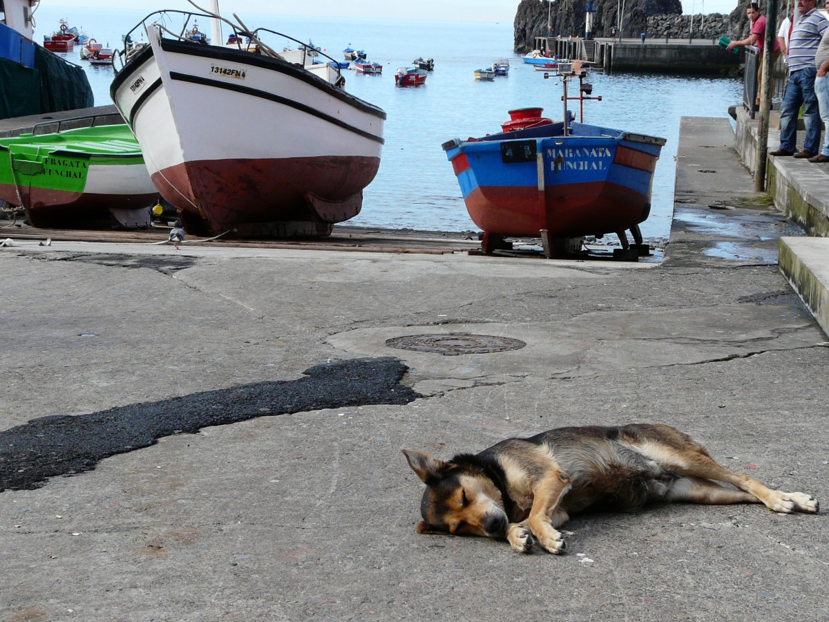 Zdjęcia: Camara de Lobos, Madera, Odpoczynek, PORTUGALIA Zdjęcia: Camara de Lobos, Madera, Odpoczynek, PORTUGALIA