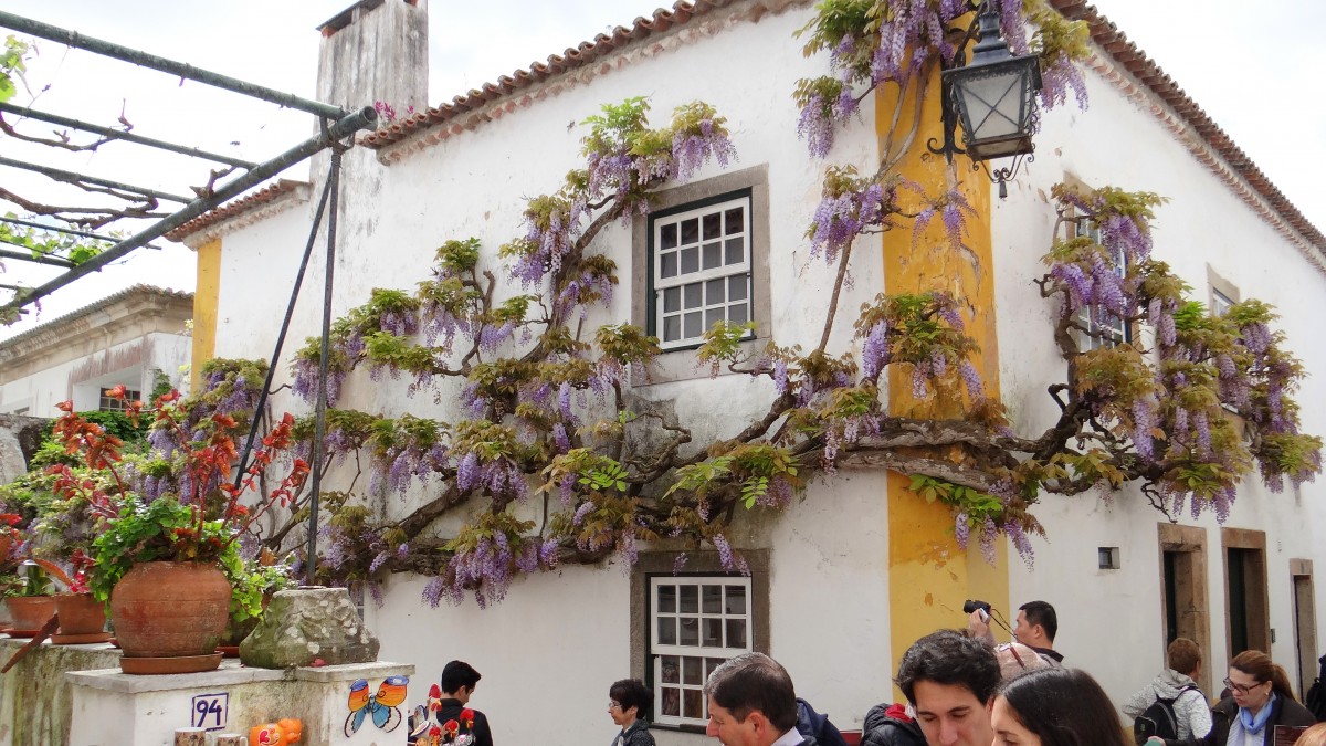 Zdjęcia: Óbidos, Leiria, W objęciach wisterii, PORTUGALIA Zdjęcia: Óbidos, Leiria, W objęciach wisterii, PORTUGALIA