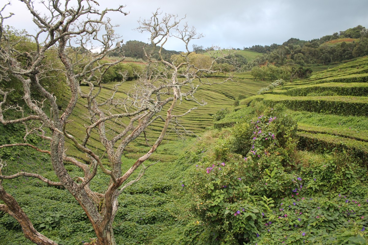 Zdjęcia: Che Gorreana, Sao Miguel, Azory, PORTUGALIA Zdjęcia: Che Gorreana, Sao Miguel, Azory, PORTUGALIA