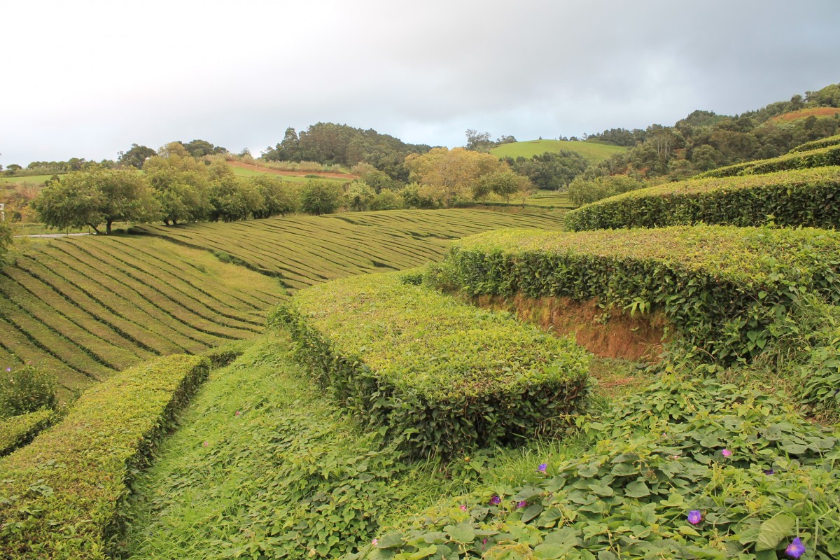 Zdjęcia: Che Gorreana, Sao Miguel, Azory, PORTUGALIA Zdjęcia: Che Gorreana, Sao Miguel, Azory, PORTUGALIA