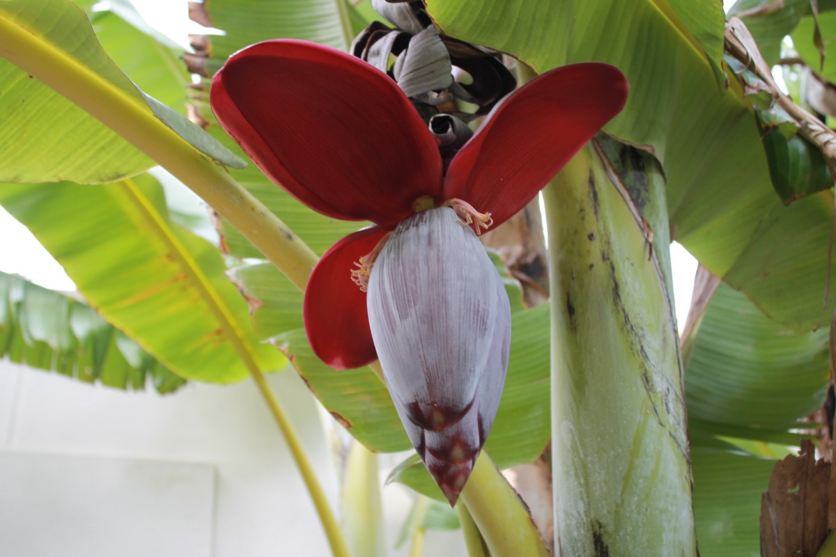 Zdjęcia: Lisbona, Lisbona, Kwiat, PORTUGALIA Zdjęcia: Lisbona, Lisbona, Kwiat, PORTUGALIA