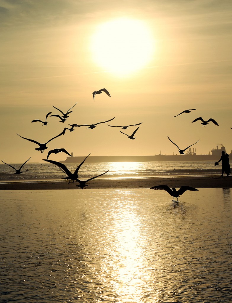 Zdjęcia: Plaża Matosinhos, Porto, Ptaki, PORTUGALIA Zdjęcia: Plaża Matosinhos, Porto, Ptaki, PORTUGALIA