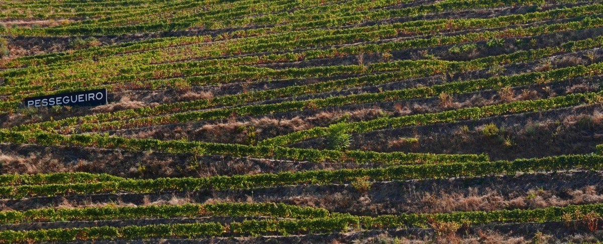 Zdjęcia: winiarnia, dolina Douro, wino, PORTUGALIA Zdjęcia: winiarnia, dolina Douro, wino, PORTUGALIA