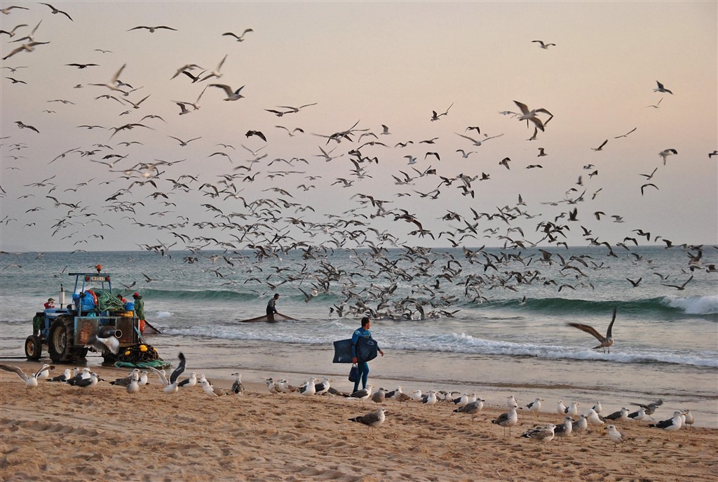Zdjęcia: Costa da Caparica, Almada, lokalny połów ryb, PORTUGALIA Zdjęcia: Costa da Caparica, Almada, lokalny połów ryb, PORTUGALIA