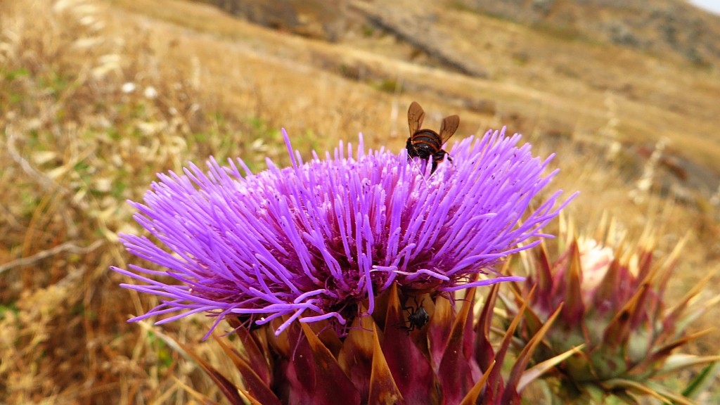 Zdjęcia: półwysep św. Wawrzyńca, Madera, oset, PORTUGALIA Zdjęcia: półwysep św. Wawrzyńca, Madera, oset, PORTUGALIA