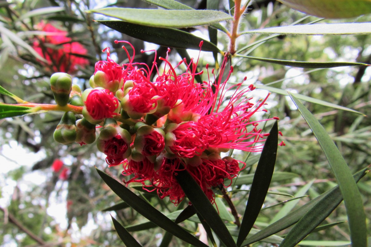 Zdjęcia: Lizbona, jeszcze w pączkach..., PORTUGALIA Zdjęcia: Lizbona, jeszcze w pączkach..., PORTUGALIA