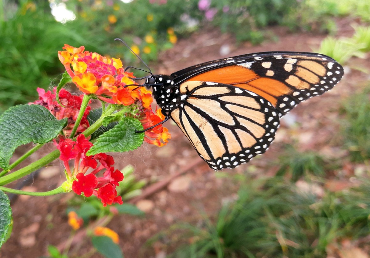 Zdjęcia: Ogròd botaniczny w Funchal , Madera , Wylądował, PORTUGALIA Zdjęcia: Ogròd botaniczny w Funchal , Madera , Wylądował, PORTUGALIA
